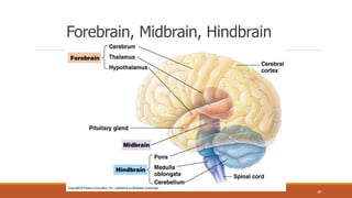 Forebrain, Midbrain, Hindbrain
28
 