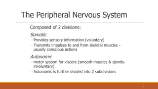 The Peripheral Nervous System
Composed of 2 divisions:
Somatic
◦ Provides sensory information (voluntary)
◦ Transmits impulses to and from skeletal muscles -
usually conscious actions
Autonomic
◦ motor system for viscera (smooth muscles & glands-
involuntary)
◦ Autonomic is further divided into 2 subdivisions
3
 