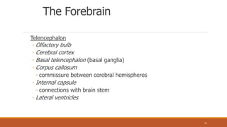 The Forebrain
Telencephalon
◦ Olfactory bulb
◦ Cerebral cortex
◦ Basal telencephalon (basal ganglia)
◦ Corpus callosum
◦ commissure between cerebral hemispheres
◦ Internal capsule
◦ connections with brain stem
◦ Lateral ventricles
31
 