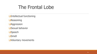 The Frontal Lobe
Intellectual functioning
Reasoning
Aggression
Sexual behavior
Speech
Smell
Voluntary movements
34
 