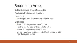 Neocortex Broadman NEUROANATOMY - I | PPTX