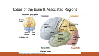 Lobes of the Brain & Associated Regions
53
 