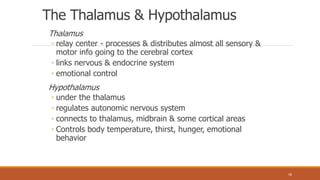 The Thalamus & Hypothalamus
Thalamus
◦ relay center - processes & distributes almost all sensory &
motor info going to the cerebral cortex
◦ links nervous & endocrine system
◦ emotional control
Hypothalamus
◦ under the thalamus
◦ regulates autonomic nervous system
◦ connects to thalamus, midbrain & some cortical areas
◦ Controls body temperature, thirst, hunger, emotional
behavior
58
 