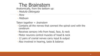 The Brainstem
Anatomically, from the bottom up:
◦ Medulla Oblongata
◦ Pons
◦ Midbrain
Taken together = brainstem
◦ Contains all the nerves that connect the spinal cord with the
cerebrum
◦ Receives sensory info from head, face, & neck
◦ Motor neurons control muscles of head & neck
◦ 12 pairs of cranial nerves carry input & output
◦ Also involved in hearing, taste & balance
64
 