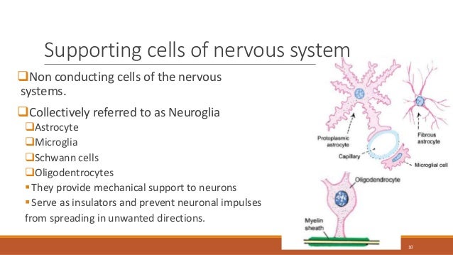 neuroanatomy of and neural processes of The functional neuroanatomy of comprehension and memory: the importance of prior knowledge in a process establishing coherence the specific neural correlates . neuroanatomy of and neural processes of The functional neuroanatomy of comprehension and memory: the importance of prior knowledge in a process establishing coherence the specific neural correlates .