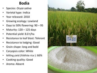 B4FA 2013 Ghana: Breeding rice varieties in Ghana - Maxwell Darko ...