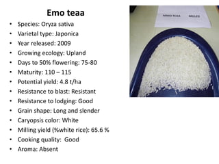 Emo Rice B4FA 2013 Ghana: Breeding rice varieties in Ghana - Maxwell Darko ...