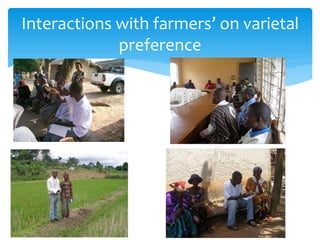 B4FA 2013 Ghana: Breeding rice varieties in Ghana - Maxwell Darko ...