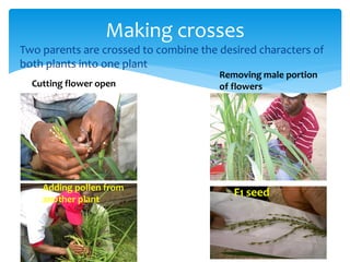 B4FA 2013 Ghana: Breeding rice varieties in Ghana - Maxwell Darko ...