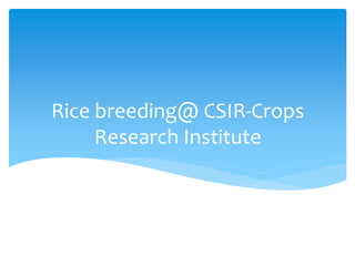 Designer Rice Csir B4FA 2013 Ghana: Breeding rice varieties in Ghana - Maxwell Darko ...