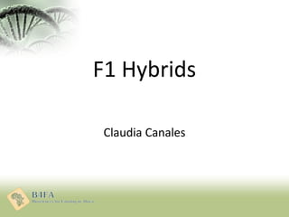 F1 Hybrids
Claudia Canales
 