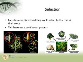 Selection
• Early farmers discovered they could select better traits in
their crops
• This becomes a continuous process
 