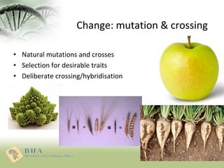 Change: mutation & crossing
• Natural mutations and crosses
• Selection for desirable traits
• Deliberate crossing/hybridi...