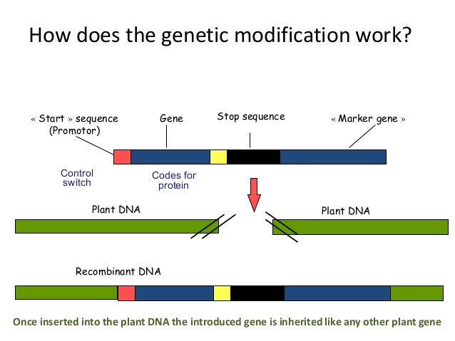 how does genetic modification work