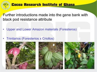 B4FA 2013 Ghana: Cocoa black pod resistance - Abu Dadzie and George ...