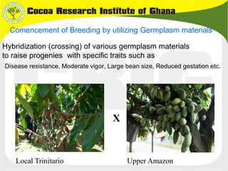 B4FA 2013 Ghana: Cocoa black pod resistance - Abu Dadzie and George ...