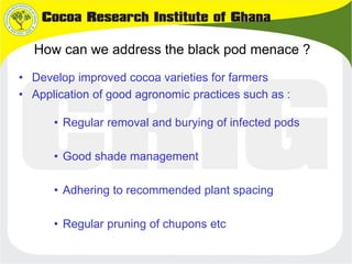 B4FA 2013 Ghana: Cocoa black pod resistance - Abu Dadzie and George ...