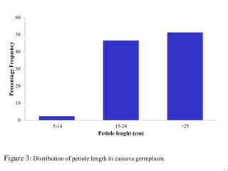 Figure 3: Distribution of petiole length in cassava germplasm.
0
10
20
30
40
50
60
5-14 15-24 >25
PercentageFrequency
Peti...