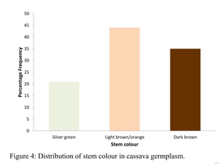 Figure 4: Distribution of stem colour in cassava germplasm.
0
5
10
15
20
25
30
35
40
45
50
Silver green Light brown/orange...