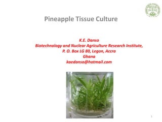 Pineapple Tissue Culture
1
K.E. Danso
Biotechnology and Nuclear Agriculture Research Institute,
P. O. Box LG 80, Legon, Accra
Ghana
kaedanso@hotmail.com
 