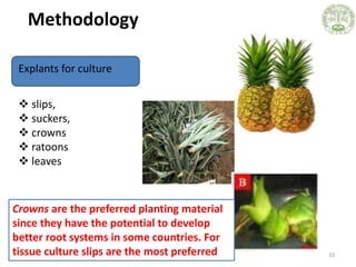 Methodology
10
Explants for culture
 slips,
 suckers,
 crowns
 ratoons
 leaves
Crowns are the preferred planting mate...