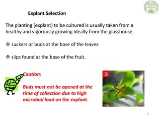 Explant Selection
11
The planting (explant) to be cultured is usually taken from a
healthy and vigorously growing ideally ...
