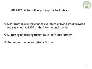 20
BNARI’S Role in the pineapple Industry
 Significant role in the change over from growing smoot cayene
and sugar loaf t...