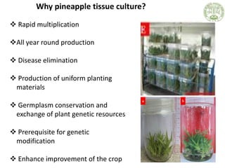 Why pineapple tissue culture?
9
 Rapid multiplication
All year round production
 Disease elimination
 Production of un...