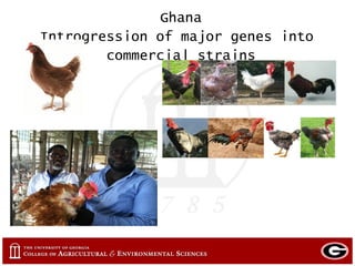 Small and large scale poultry in Mexico, Ghana and Uganda