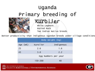 Small and large scale poultry in Mexico, Ghana and Uganda