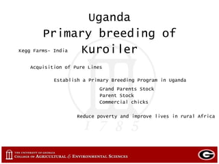 Small and large scale poultry in Mexico, Ghana and Uganda