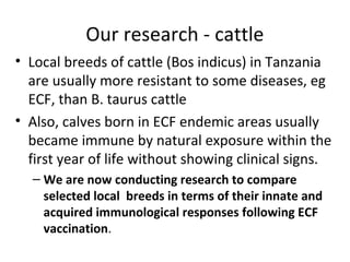Animal genetics research at Sokoine University of Agriculture, Tanzania