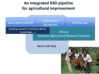 Partnering to outfox crop-infecting viruses in Africa
