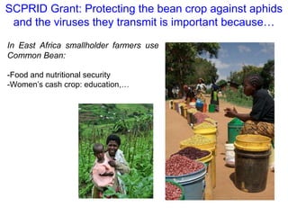 Partnering to outfox crop-infecting viruses in Africa