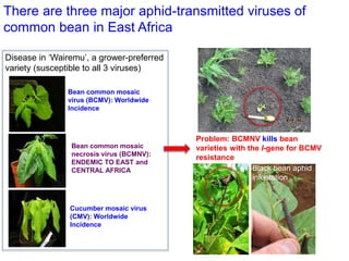 Partnering to outfox crop-infecting viruses in Africa