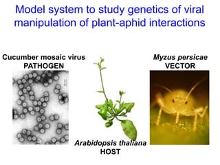 Partnering to outfox crop-infecting viruses in Africa