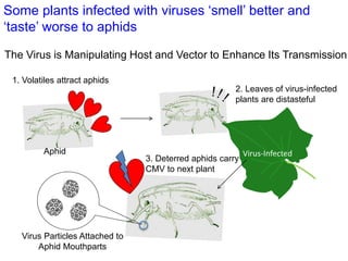 Partnering to outfox crop-infecting viruses in Africa