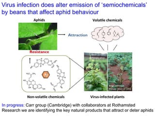 Partnering to outfox crop-infecting viruses in Africa
