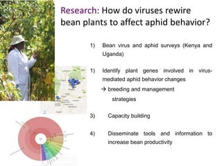 Partnering to outfox crop-infecting viruses in Africa