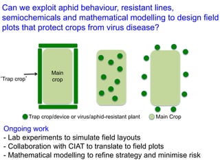 Partnering to outfox crop-infecting viruses in Africa