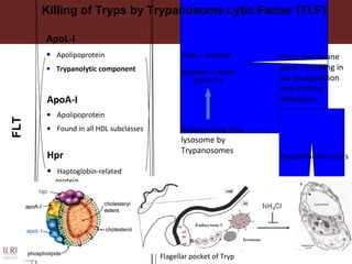 TLF
ApoL-I
• Apolipoprotein
• Trypanolytic component
Hpr
• Haptoglobin-related
protein
• Facilitates the uptake of TLF
by trypanosomes via
haptoglobin-hemoglobin
receptor.
ApoL-I released
Activated in acidic
lysosome
Form membrane
pores, resulting in
ion disregulation
and osmotic
imbalance
Trypanosomes lysis
Endocytosed into
lysosome by
Trypanosomes
ApoA-I
• Apolipoprotein
• Found in all HDL subclasses
Killing of Tryps by Trypanosome Lytic Factor (TLF)
Flagellar pocket of Tryp
 