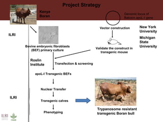 Project Strategy
Genomic locus of
Baboon apoL-I gene
Vector construction
Validate the construct in
transgenic mouse
Bovine embryonic fibroblasts
(BEF) primary culture
Transfection & screening
apoL-I Transgenic BEFs
Nuclear Transfer
Transgenic calves
Phenotyping
Trypanosome resistant
transgenic Boran bull
ILRI
ILRI
Kenya
Boran
Roslin
Institute
New York
University
Michigan
State
University
 