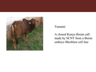 Tumaini
A cloned Kenya Boran calf
made by SCNT from a Boran
embryo fibroblast cell line
 