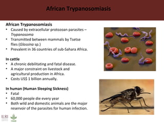 African Trypanosomiasis
• Caused by extracellular protozoan parasites –
Trypanosoma
• Transmitted between mammals by Tsetse
flies (Glossina sp.)
• Prevalent in 36 countries of sub-Sahara Africa.
In cattle
• A chronic debilitating and fatal disease.
• A major constraint on livestock and
agricultural production in Africa.
• Costs US$ 1 billion annually.
In human (Human Sleeping Sickness)
• Fatal
• 60,000 people die every year
• Both wild and domestic animals are the major
reservoir of the parasites for human infection.
African Trypanosomiasis
 