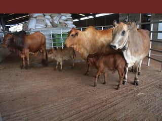 Vision for livestock genetics in Africa