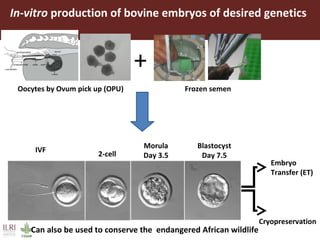 Improving livestock productivity and resilience in Africa: Application of genetic technologies and challenges