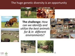 Improving livestock productivity and resilience in Africa: Application of genetic technologies and challenges