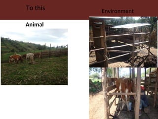 Improving livestock productivity and resilience in Africa: Application of genetic technologies and challenges