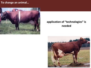 Improving livestock productivity and resilience in Africa: Application of genetic technologies and challenges