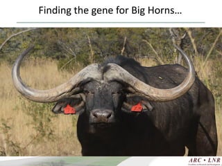 Livestock genomics—Experiences from South Africa